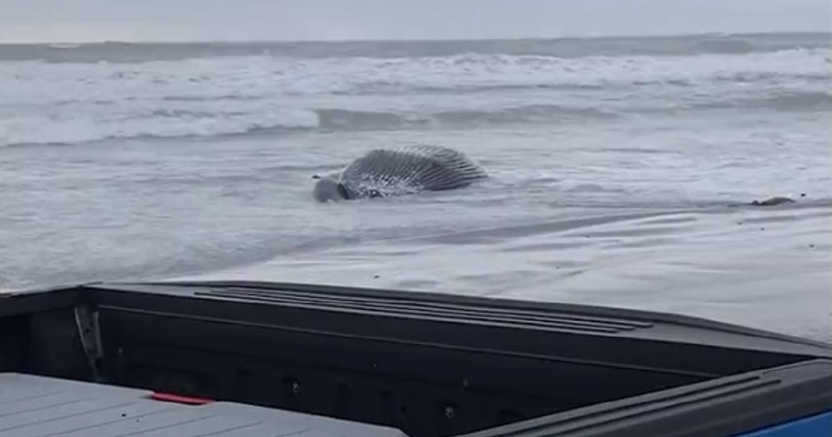 Spate of Whale Strandings Near Offshore Wind Projects Becoming Impossible to Ignore – But Feds Still Deny Link Spate of Whale Strandings Near Offshore Wind Projects Becoming Impossible to Ignore – But Feds Still Deny Link