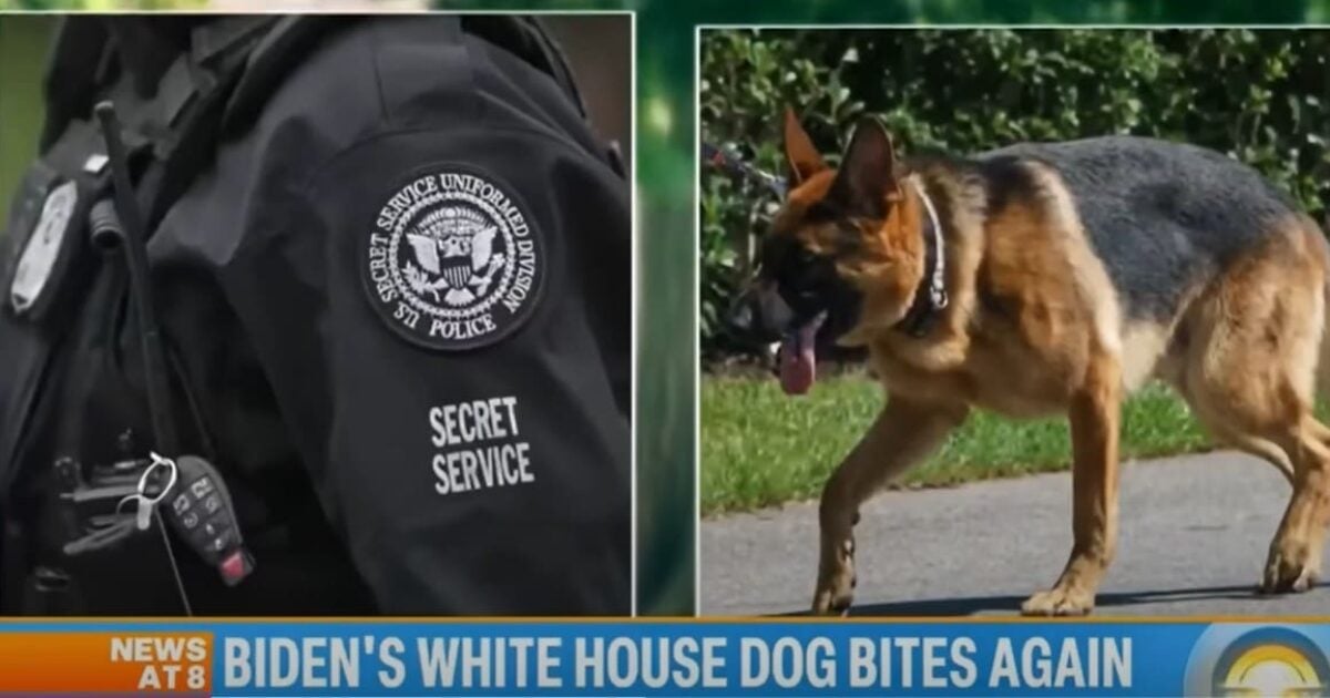 Joe Biden’s Dog Commander Bit Secret Service Personnel in Three Different States At Least 24 Times Joe Biden’s Dog Commander Bit Secret Service Personnel in Three Different States At Least 24 Times