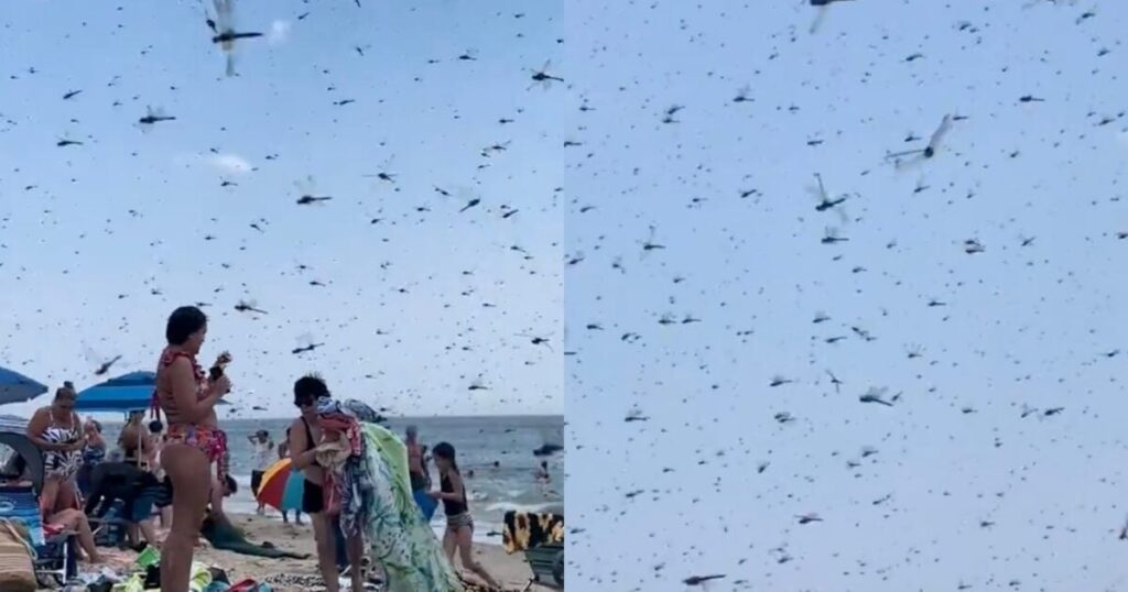 “Dragonfly Apocalypse” — Thousands of Dragonflies Swarm Beachgoers at Rhode Island’s Misquamicut Beach