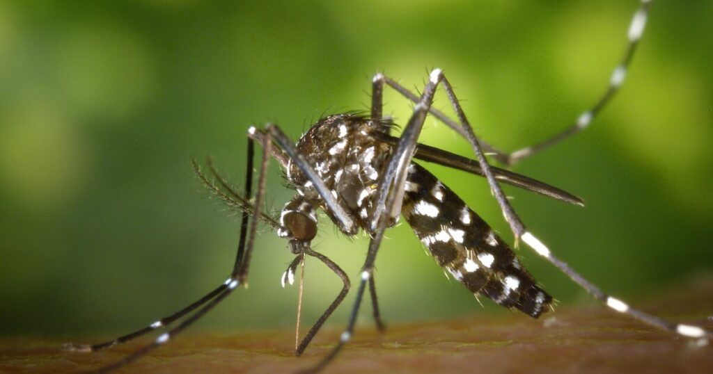 Voluntary Lockdown Imposed at Four Massachusetts Towns to Combat Deadly and Incurable Mosquito-Borne Disease