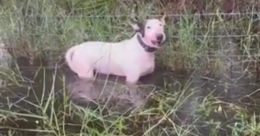 Hurricane Milton: Abandoned Dog Tied to Fence Pole Rescued by Florida Highway Patrol