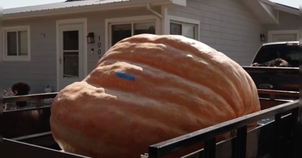 MUST SEE: Firefighter Grows Record-Breaking 1-Ton Pumpkin