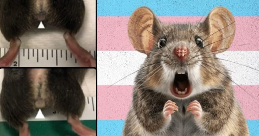 New Details: There Are at Least 15 Active NIH Grants Paying for Transgender Animal Experiments