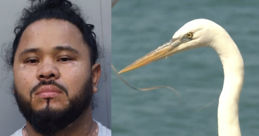 Happy Ending: Guatemalan Illegal Alien Deported After Attacking and Injuring Endangered Great White Heron – Bird Makes Full Recovery (VIDEO)