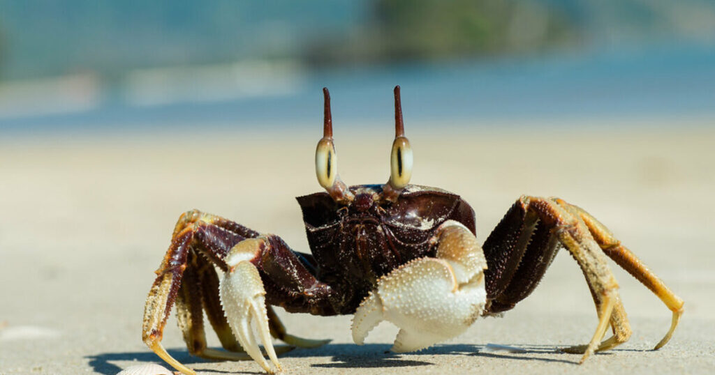 Woman’s Cooking Video Ignites Firestorm as Viewers Realize She’s Air Frying Live Crabs