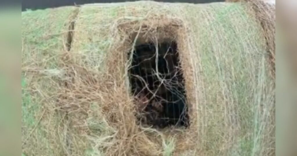 Suspected Human Smugglers Arrested in Texas After Hiding Illegal Aliens in Modified Hay Bales