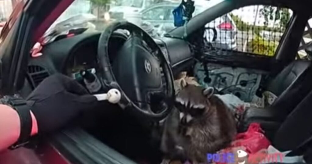 GOING VIRAL: Woman Arrested After Police Find Pet Racoon in Driver’s Seat with Crack Pipe in its Mouth During Traffic Stop (VIDEO)