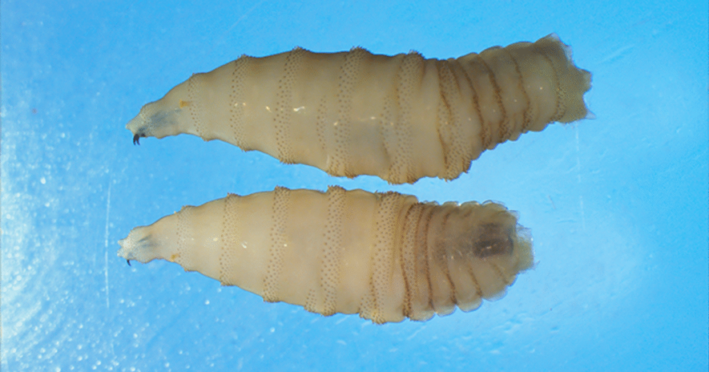 JUST IN: Secretary Brooke Rollins Announces IMMEDIATE SUSPENSION of Cattle, Horse, and Bison Imports at Southern Border Over “New World Screwworm” Threat