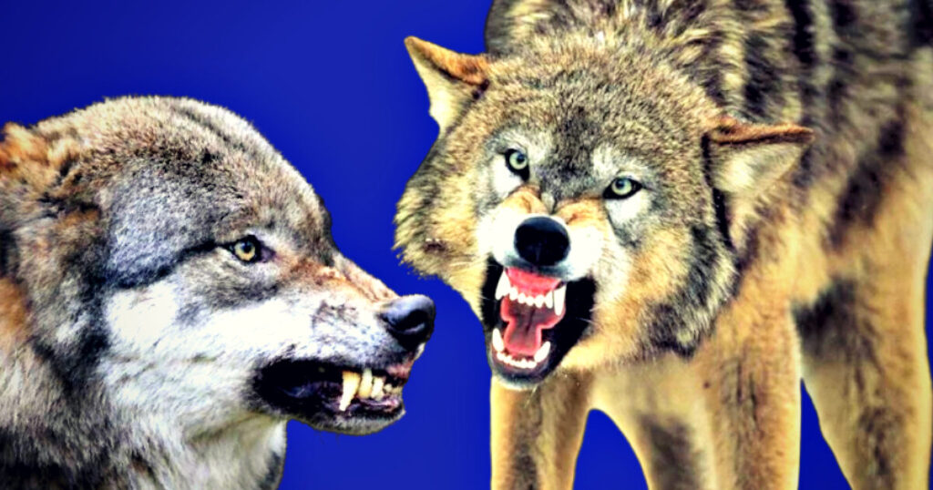 European Union Lowers Protection for Surging Wolf Populations Due to Danger to Farmers and Livestock