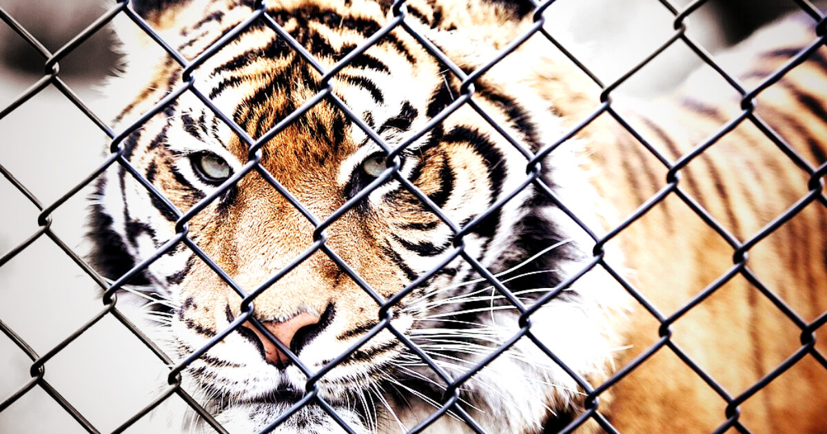 HORROR: Zoo in Denmark Is Asking Pet Owners to Donate Their Animals to Become Food for Caged Predators