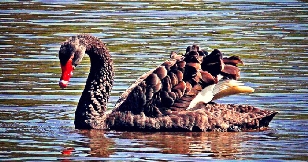 BRITISH FOWL PLAY: Black Swan Exiled from Shakespeare’s Hometown After Terrorizing Visitors and Attacking Other Birds