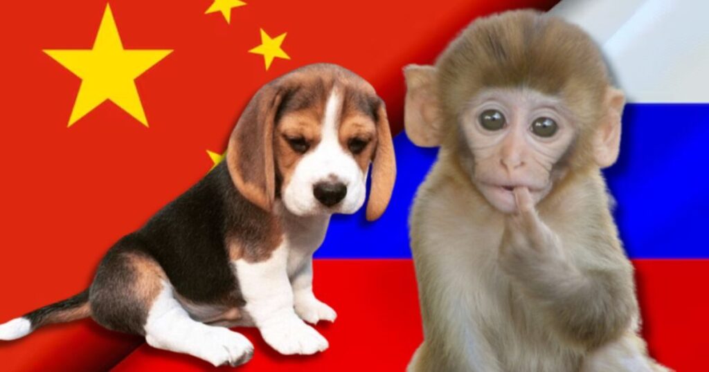 Foreign Labs Still Abusing Dogs, Primates, and Other Animals in NIH-Funded Testing