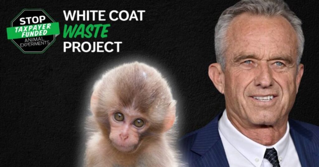 HUGE WHITE COAT WASTE WIN: Trump Administration and RFK Jr. Deliver, CDC Completely Shuts Down Taxpayer-Funded Monkey Labs