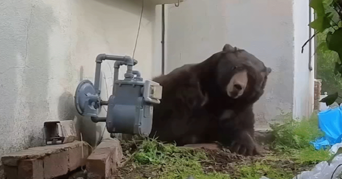 ALTADENA BEAR: 550-Pound Beast That Occupied House’s Basement for Over a Month Has Now Tried to Hibernate in Two Other Houses in the Region