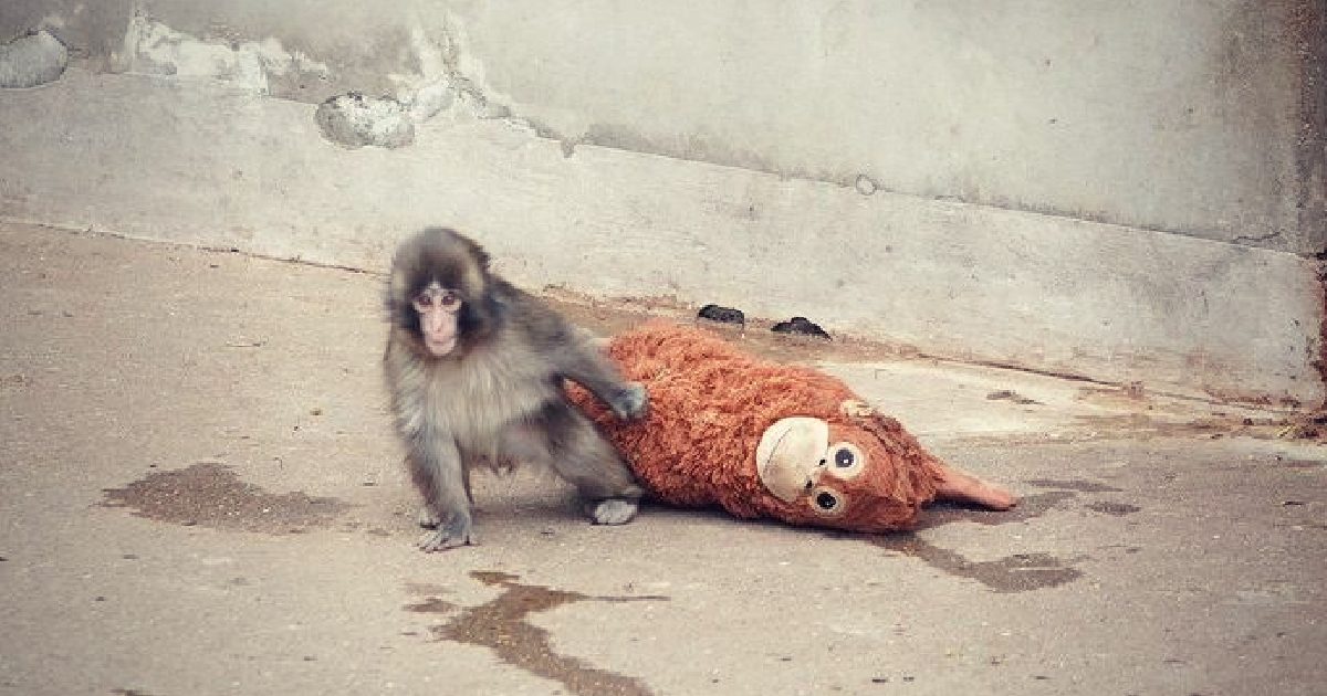 Baby Monkey Rejected by Mother Takes the Internet by Storm, and Causes People Around the World To Rejoice as ‘Punch’ is Adopted by a Family of Monkeys in Japan Zoo