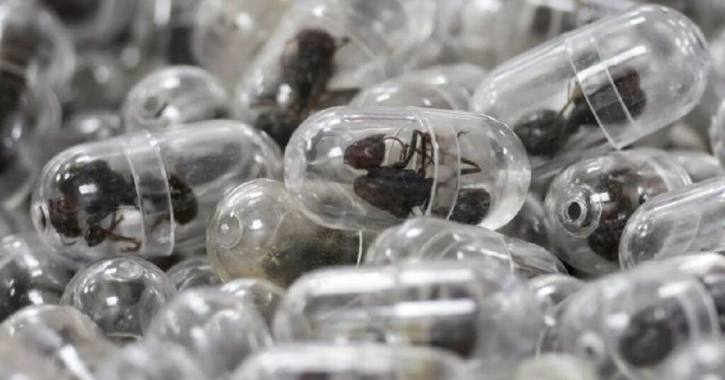 Chinese Man Sentenced to a Year in Prison for Smuggling Thousands of Live Ants From Kenya