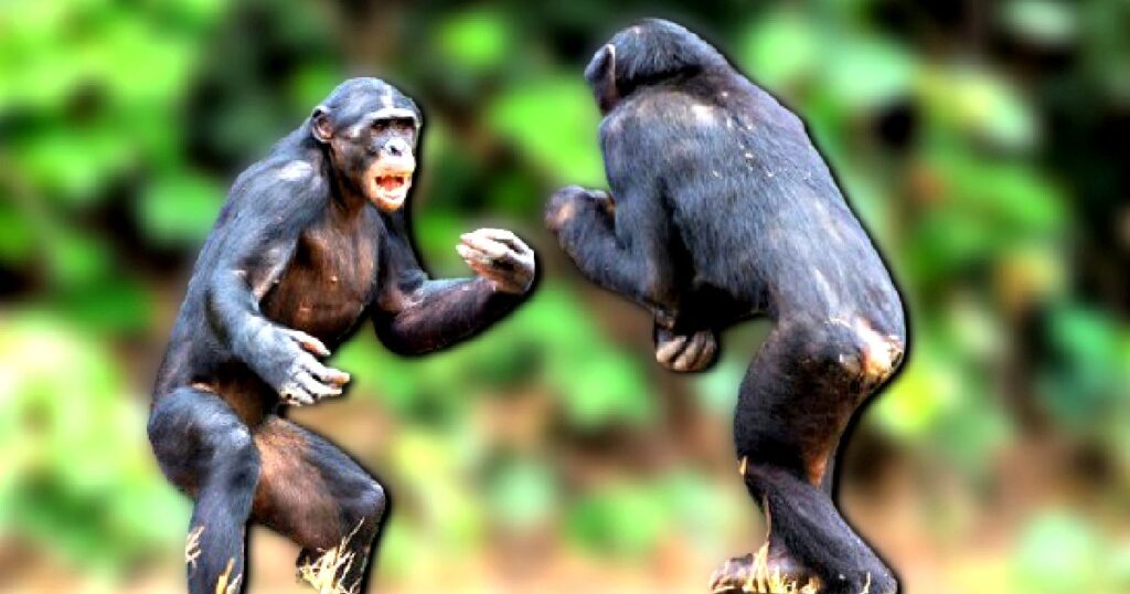 APE WAR: Two Chimpanzee Clans in Uganda Violently Turn on Each Other in the First Recorded Simian Conflict – And Scientists Have No Idea Why