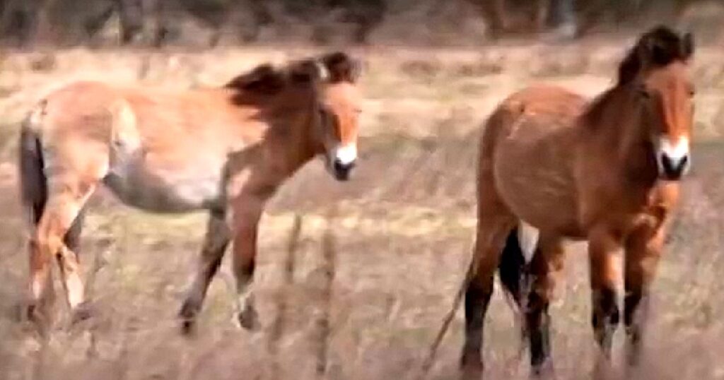 WATCH: Animals Are Thriving on Contaminated Land in Chernobyl’s Radioactive Exclusion Zone