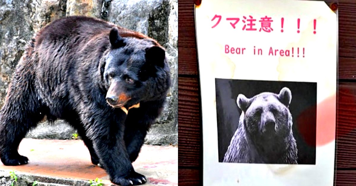 Japanese Woman Killed by Bear Attack as Apex Predators Emerge From Hibernation Japanese Woman Killed by Bear Attack as Apex Predators Emerge From Hibernation