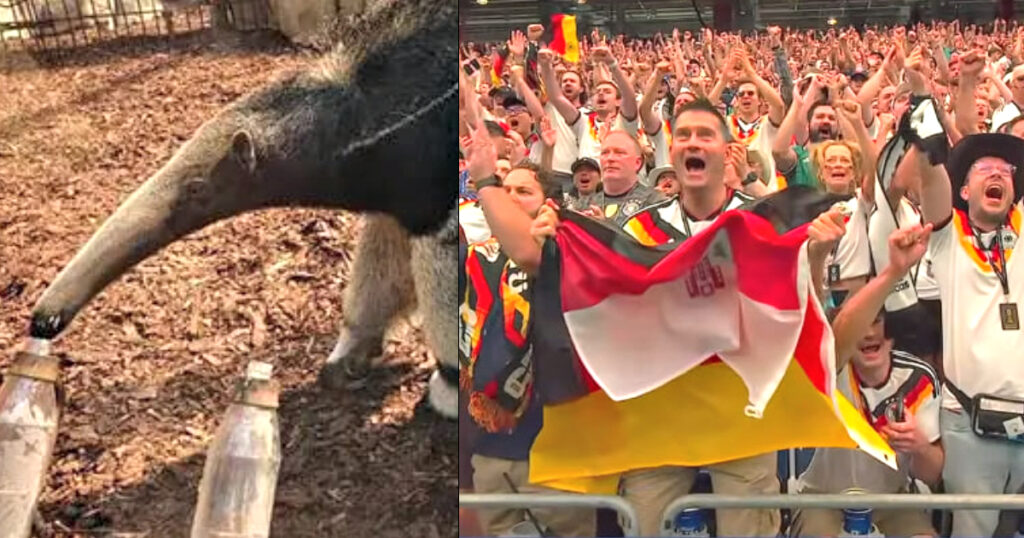 BYE-BYE, ORACLE: Famous Anteater Taio Predicts a Draw Between Germany and Curaçao in the World Cup – But the 4-Time Champions DESTROY First-Time Participants by 7×1