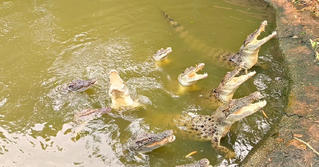 HORROR: Man Throws 3-Year-Old Boy Into Crocodile Enclosure in UK Zoo – Child in Critical Condition, Police Refuse To Name the Attacker