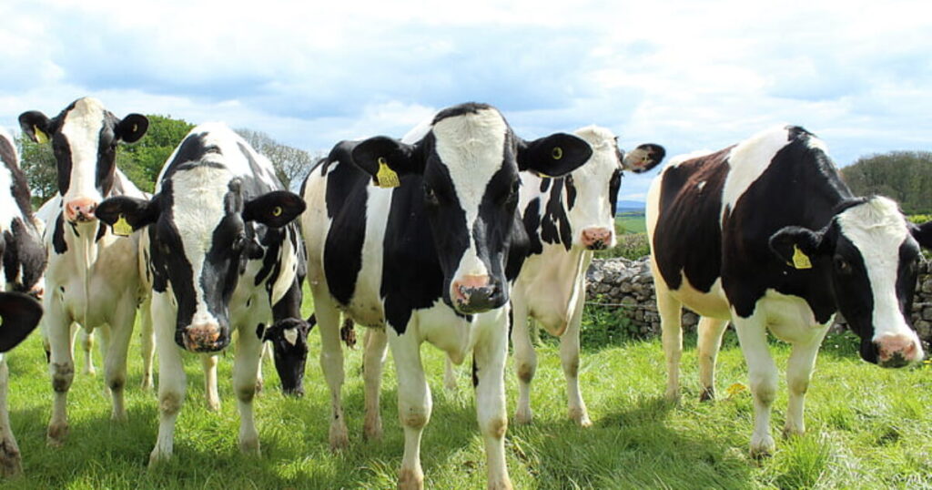 Flesh-Eating Screwworm Outbreak Threatens Texas Cattle Industry as Critical Sterile Fly Facility Faces Multi-Year Delay