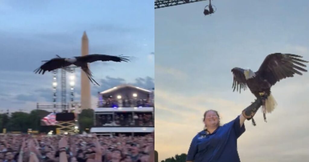 WATCH: Bald Eagle Steals the Show at Historic UFC Freedom 250 Weigh-In on the National Mall in Front of the White House