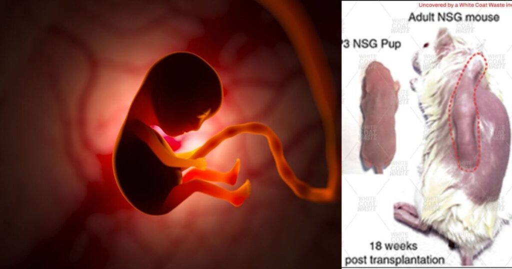 Pro-Life Victory: House Committee Passes Amendment to Defund Pentagon Research Using Tissue from Aborted Babies