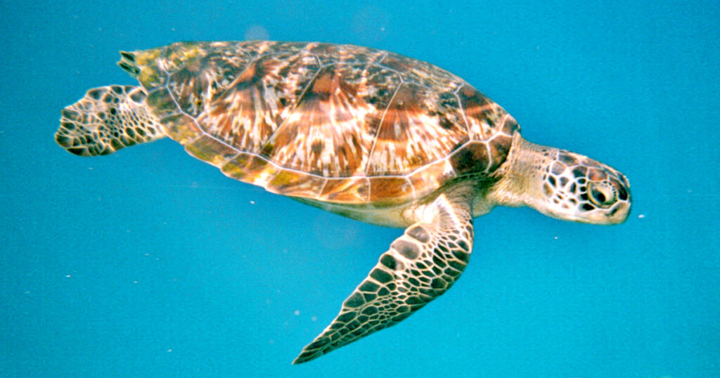 WHAT? China Demands Foreign Intelligence Services Stop Using ‘Spy Turtles’ To Scan Its Waters