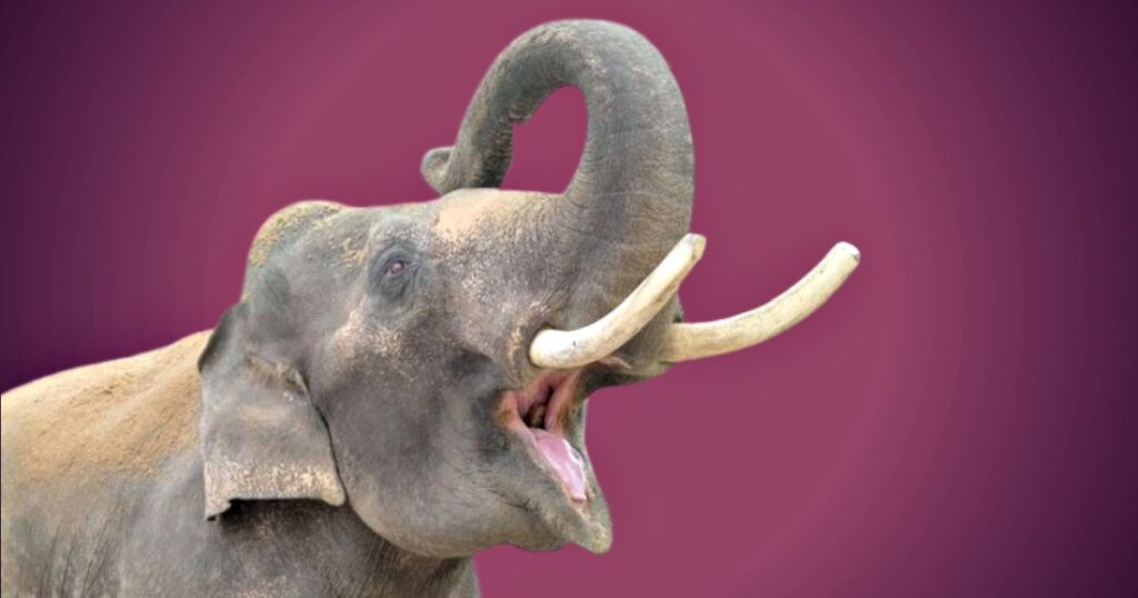DEADLY MEMORY: Rogue Elephant Stalks Family for 14 Years To Kill 4 Members, Even After They Moved Miles Away To Escape His Fury