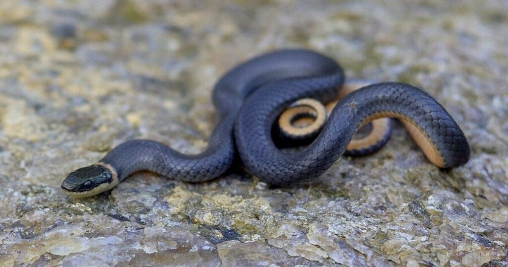 TROUBLE IN PARADISE: Pennsylvania Couple Purchases Their Dream Home, Move In – And Find It’s Infested by HUNDREDS of Snakes