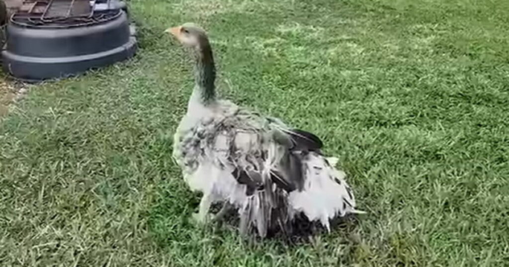 HERO: Family’s Pet Goose Sounded Alarm With Loud Honks to Let Them Know Their Barn Had Caught Fire (VIDEO)