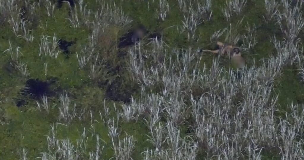WATCH: Police Bodycamera and Drone Footage Shows Arrest of Florida Man Who Drops Kids in Gator Infested Swamp During DUI Arrest