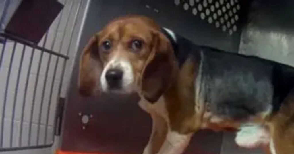 NIH Continues Pouring More Than 5 Million Into New Dog and Cat Experiments Despite Trump Admin Efforts to Shift Toward Modern Alternatives