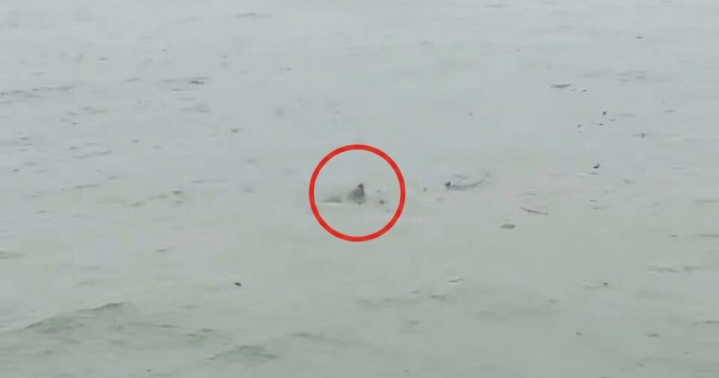 Possible Shark Spotted in Flooded New Jersey Streets as Nor’easter Batters State (VIDEO)